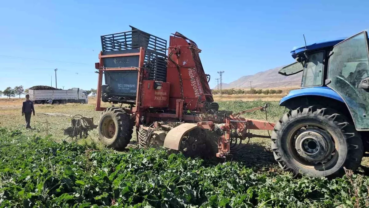 adilcevazda seker pancari hasadi basladi ymYEvyaN