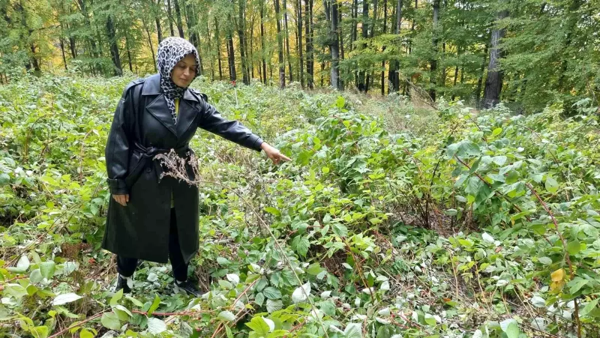 ayilarin talan ettigi ahududu bahcesi 5z6uQXLJ.jpg