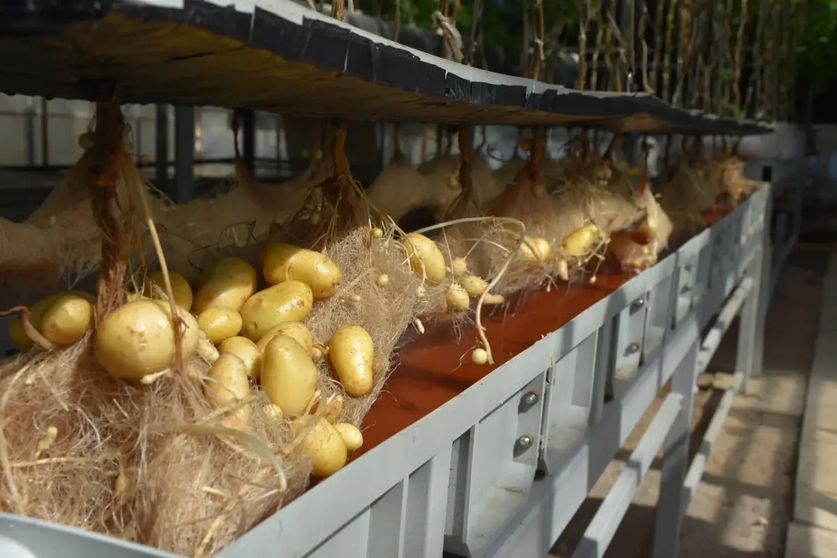 nigde patates arastirma enstitusunden yerli patates uretiminde basari VFh7Y5gn.jpg