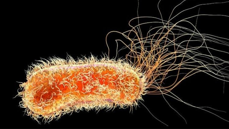 saglik yetkililerinden uyari maymun cicegi hizla yayiliyor son haftada dikkat ceken bir artis var ltOP1aYE.jpg