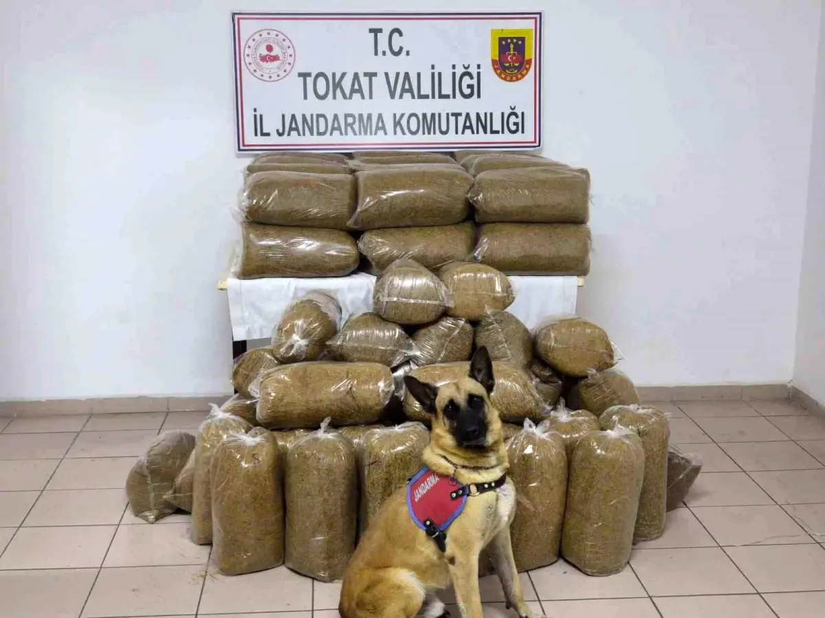 tokatta kacak tutun operasyonu YvGepCYu.jpg