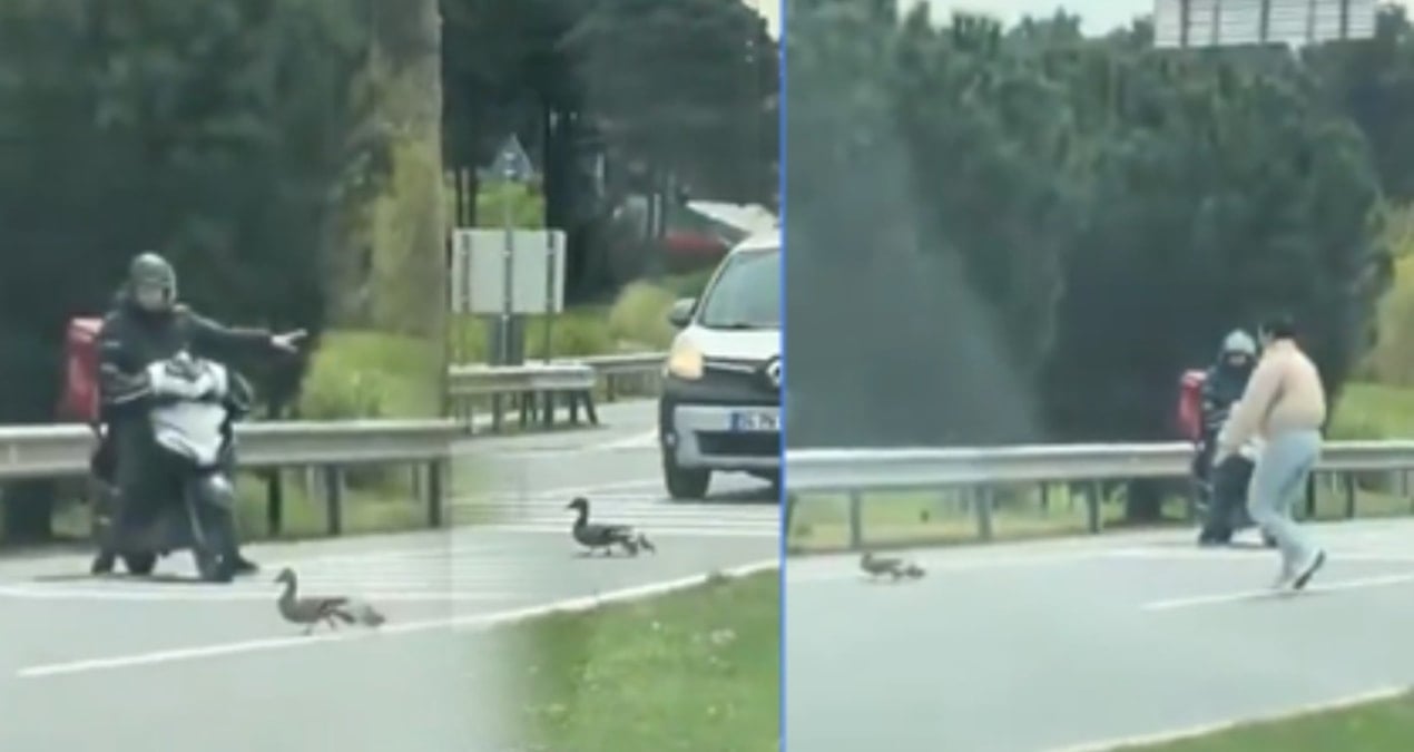 İstanbul Trafiğinde Anne Ördek ve Yavrularına Kurtarma İnişi