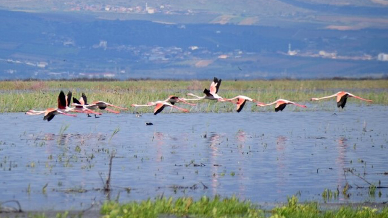 Marmara Gölü, Göçmen Kuşların Dönüşüne Ev Sahipliği Yapıyor